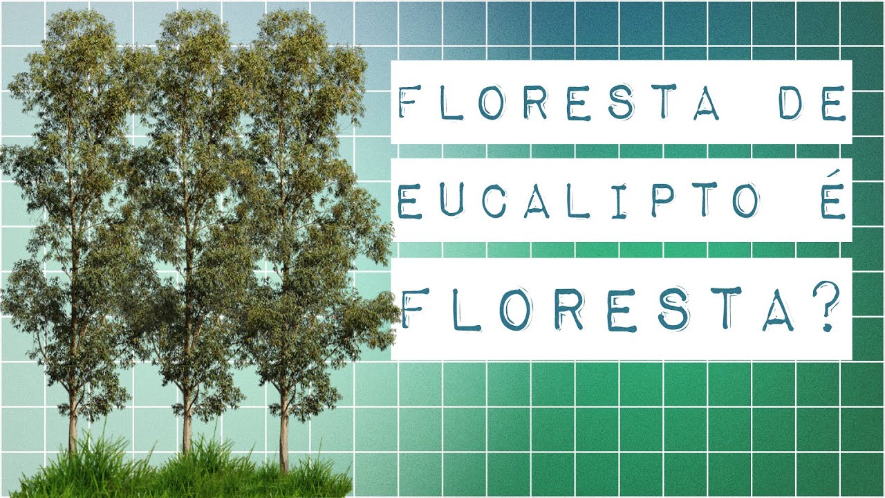 EUCALIPTO: O QUERIDINHO DO REFLORESTAMENTO