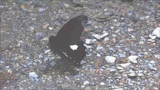 ムビる18504 20210804 007 モンキアゲハ monkiageha