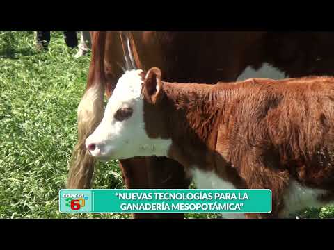 CH360 HERNANDO GRANDOLINI   JORNADA A CAMPO IPCVA SAN SALVADOR ENTRE RÍOS