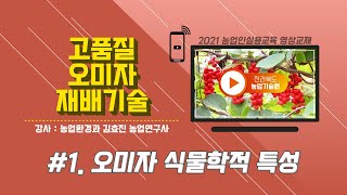 [ 고품질 오미자 재배기술 ] part1. 오미자 식물학적 특성