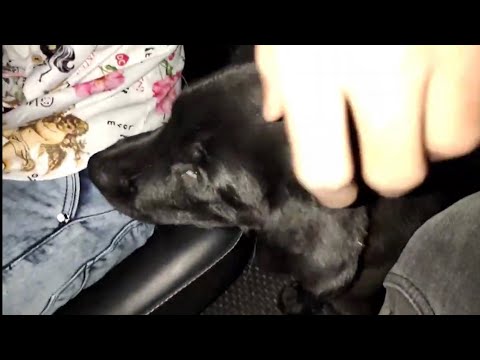 SHADOW KO HOSPITAL LEJANA PADA 😥