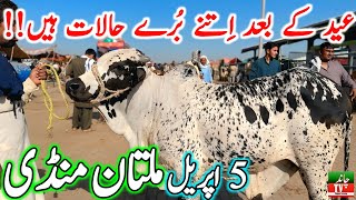 Multan Cow Mandi Fresh Latest Update Video | Cholistani Ablak Nukre Sahiwal Bachre | Cow Mandi 2024🔥