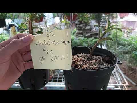 VƯỜN LAN THIỆN NGUYỆN 4 HÀNG Lâm Đồng 0975 729 685 || PHONG LAN RỪNG