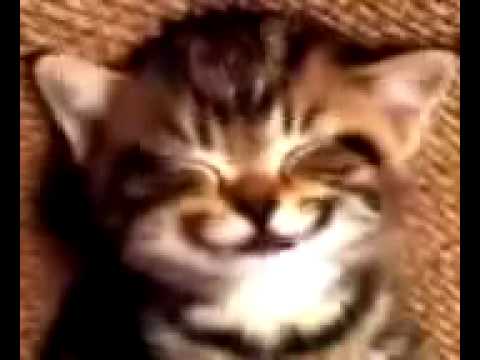 Happy birthday Kingi