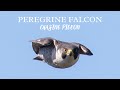 Peregrine Falcons Hunt Pigeon in High Speed Chase | 4K Narrated Film