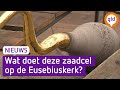 Huh?! Er zit een zaadcel op de Eusebiuskerk in Arnhem | Omroep Gelderland