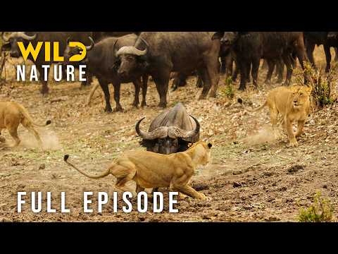 SAVAGE SAVANNA - The Fierce Battle For The Throne (Full Episode) | Nature Animal Documentary