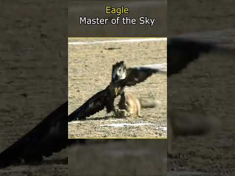 😳 eagle 🦅 attacks 🦊 with extreme precision