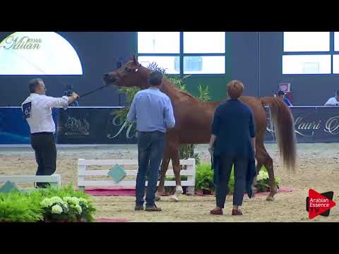 N.62 KALIAH - Milan 2018 - 4-6 Years Old Mares (Class 7)