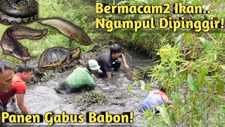 Download lagu PENGHUNINYA BIKIN KAGET! NGEROGOH IKAN DI RAWA YANG MULAI KERING mp3