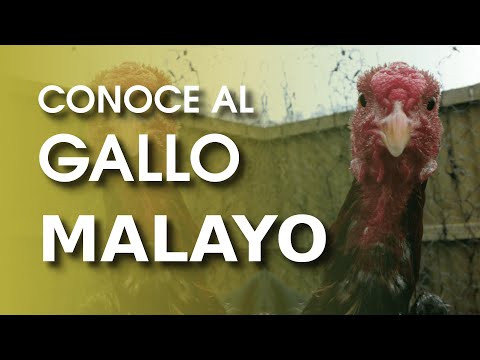 , title : 'Razas de gallinas: El sorprendente gallo malayo 🐔'