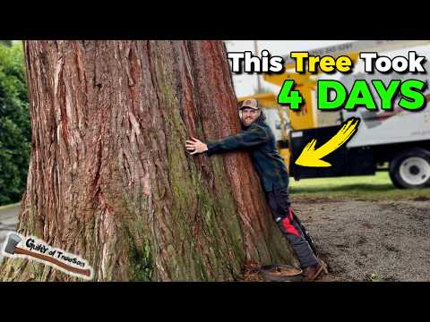 The BIGGEST Tree I've Ever Removed!! GIANT SEQUOIA REMOVAL JOB!