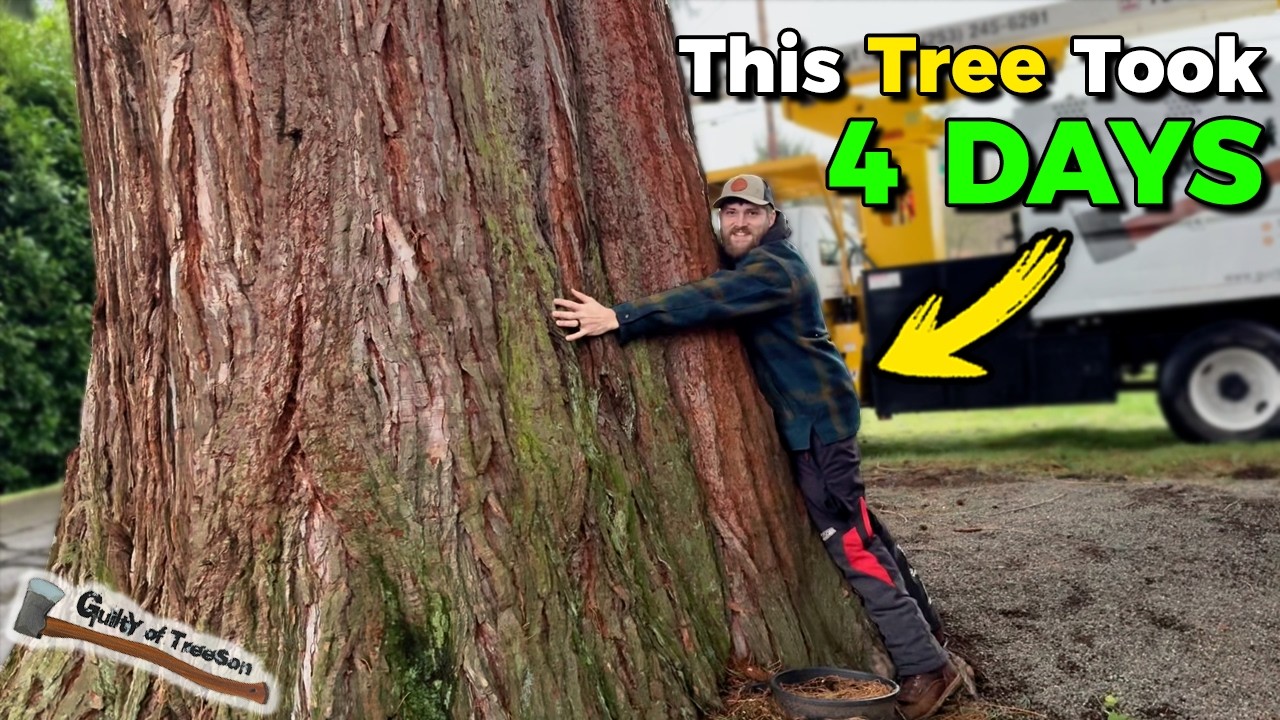 The BIGGEST Tree I've Ever Removed!! GIANT SEQUOIA REMOVAL JOB!
