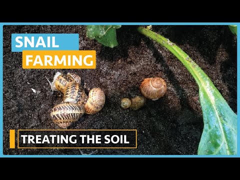 Snail Farming Lesson 1 Introduction