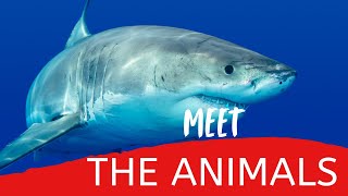 Meet the Animals – Fun and Educational Animal Facts for Kids! 🦁🐘🐧