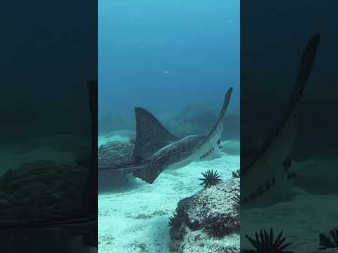 How does a manta ray differ from a stingray?  #naturepbs #wildlife #stingray #mantaray #oceanlife