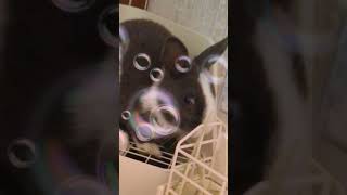 前の動画を適当編集してみた❗( o´ｪ｀o)