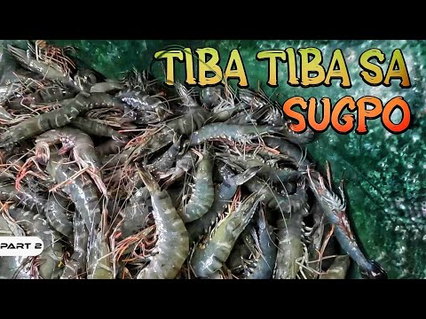 P2-Tiba Tiba sa SUGPO - EP1037