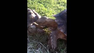 preview picture of video 'Wikel's Sulcata Tortoise Farm'