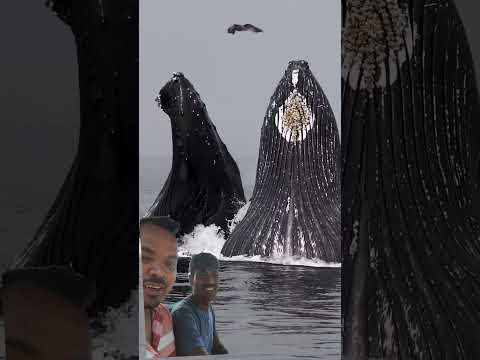 birds #ocean #beach #unfrez #fishshark #song #wildlife