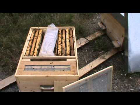 2. Apicultura practica - Hranitorul folosit in locul ramei claditoare pentru a stimula 3 nuclee 2/2