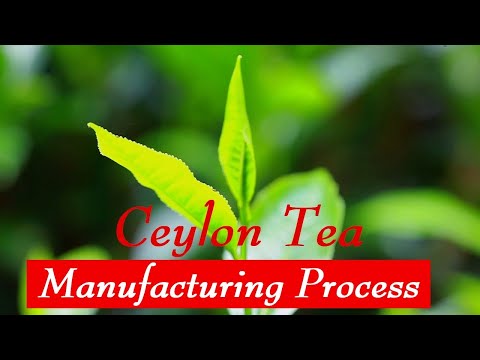 Chá de Ceilão - Processo de Fabricação