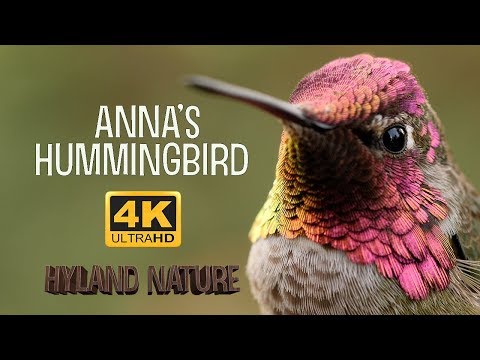 image-Where does the Anna's hummingbird live?