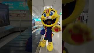 Download lagu 😻 Ready for the Copa final #fcbarcelona #shorts #cat mp3