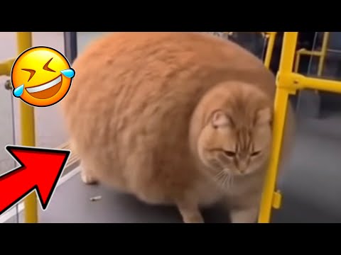 Dicke Katze steigt in Bus 😹 (Komplettes Video)