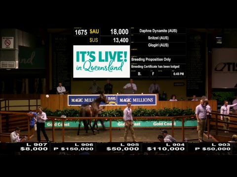 2017 Gold Coast National Broodmare Sale Day 1