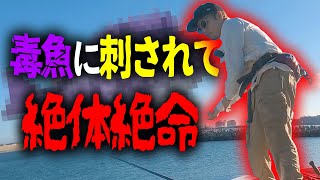 【閲覧注意】釣りで毒魚が刺さって、人生終了！