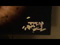 TBS S Fall O Ween Screen Bug 2021