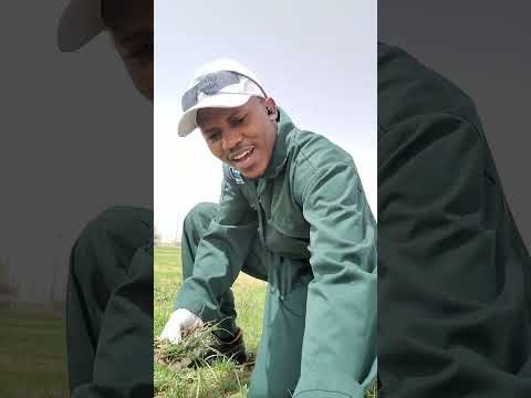 Mperekera by Adam Mulwana _ agaliwangocharlescreation