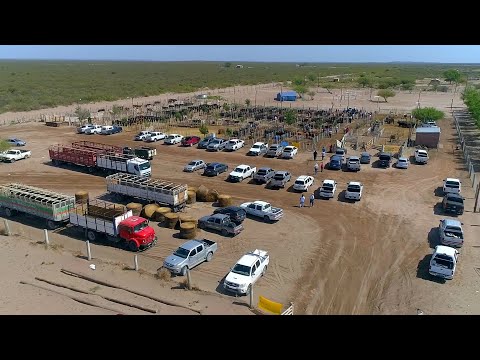 NÉSTOR HUGO FUENTES S.A. - REMATE de REPODUCTORES - SÁB. 5/NOV./2022 - ALGARROBO del ÁGUILA -LP.-