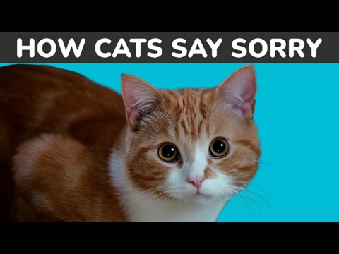 How Cats Apologize to Humans