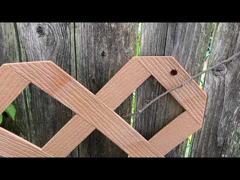 Garage Infested with Acrobat Ants in Belle Mead, NJ