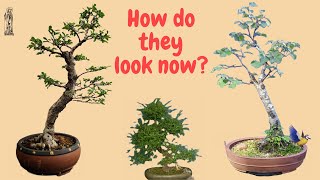 Updates on my dying bonsai - is there a future?
