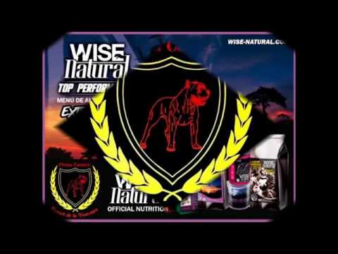 Kennel de la Teutones Our Dog Maximus de la Legion 3 years old