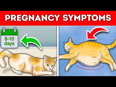 How To Tell If Your “CAT is PREGNANT” 7 Signs To Watch Out! [NEW]