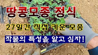 [텃밭농부 1,848]  직접 키운 땅콩모종을 정식하는 방법. 작물의 특성을 알고 심자. #땅콩재배