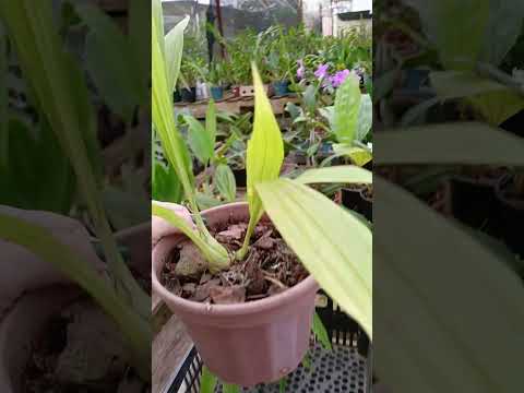 ZAP 11940050033 pedido de Judith de Goiás @Mais Orquídeas #flores #plantas #jardim