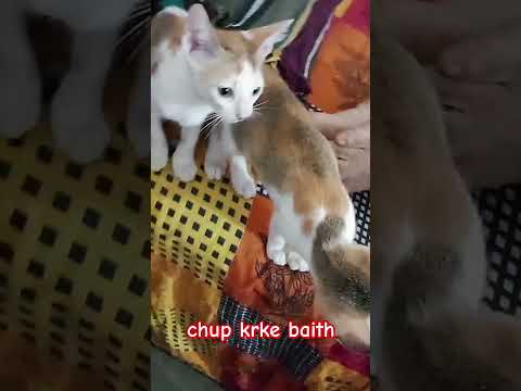 #cat #cutecat #memes #comedyvideos