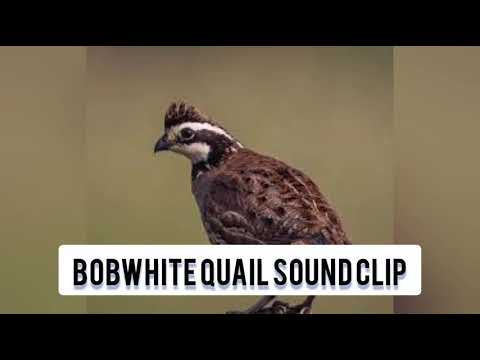 bobwhite quail sound clip