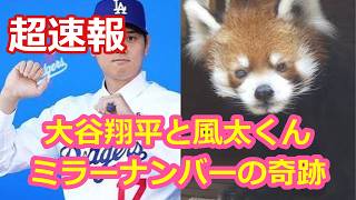 大谷翔平と風太くん！ミラーナンバーの奇跡