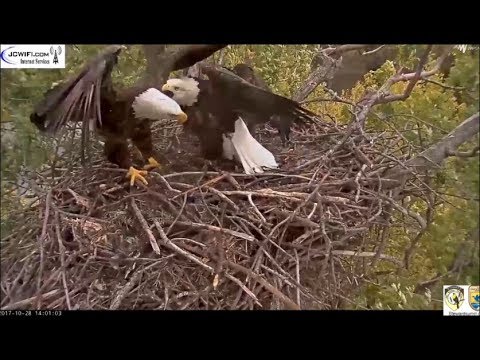 Trio Eagle Nest Cam Stewards UMRR ~ New Female & Another Intruder Eagle? 10.28.17