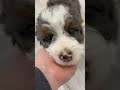 Mini Bernedoodle dogs for sale: Oscar - Video 1
