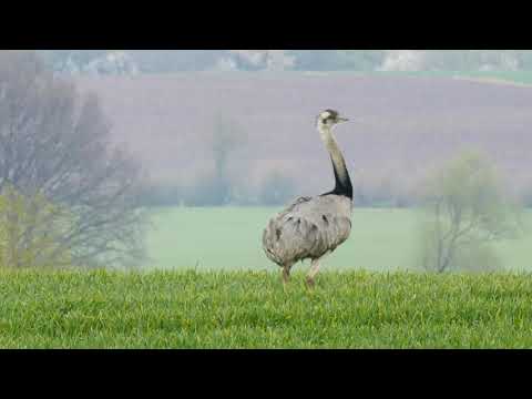 2021 05 20 Nandus bei Ratzeburg