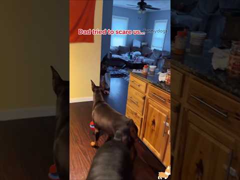 #funny #dogs #pet #dogscats#dogshorts #dog#doglover#doglife