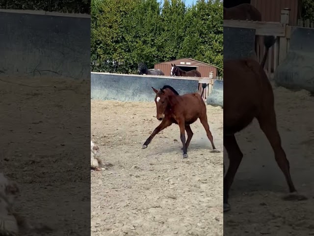 Pouliche lusitanienne 