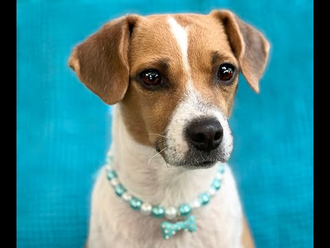Mercedes, an adopted Chiweenie & Beagle Mix in Austin, TX_image-1